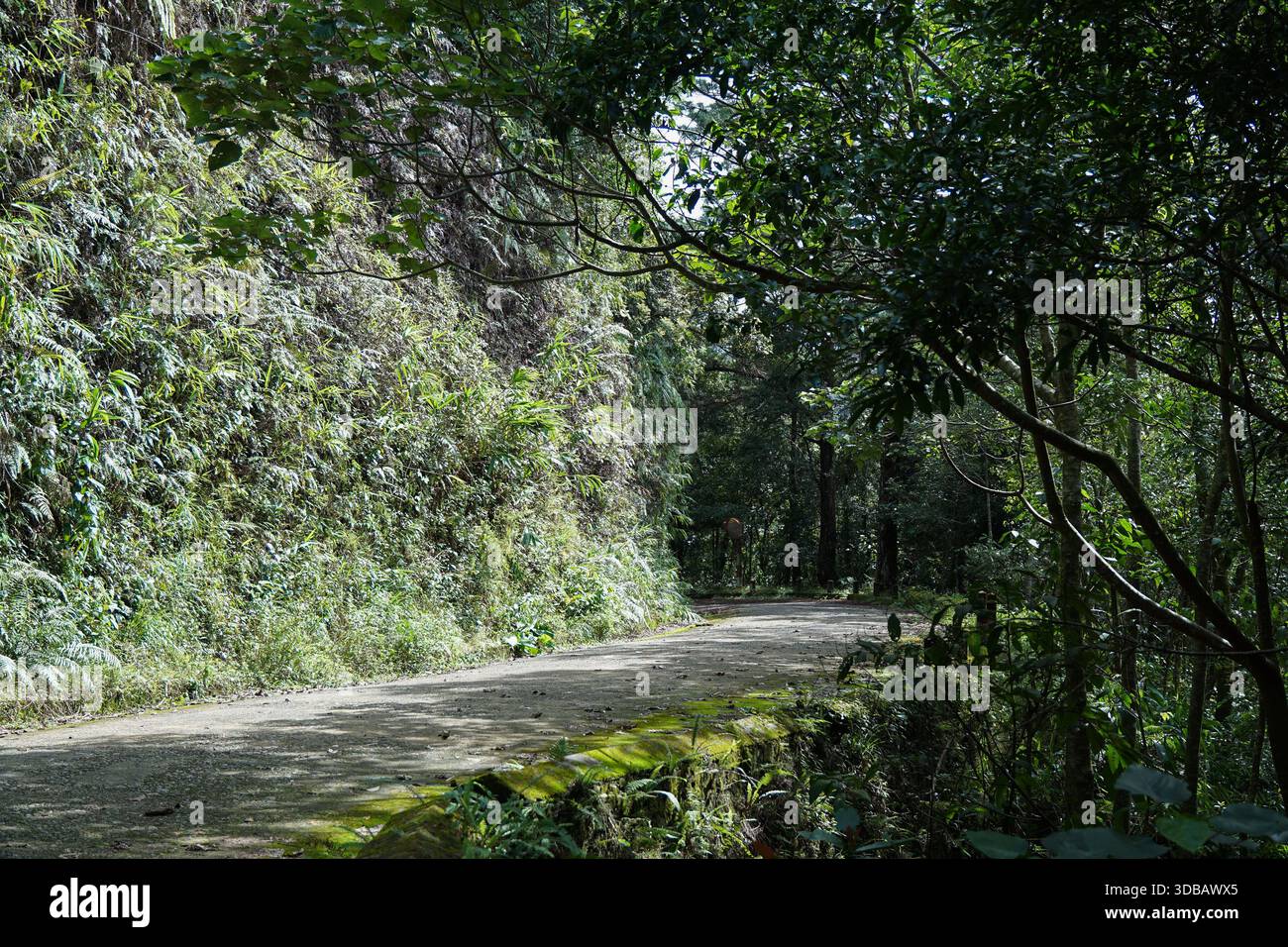 Una tortuosa strada sterrata attraverso una lussureggiante foresta verde con la luce del sole che filtra tra gli alberi. Foto Stock