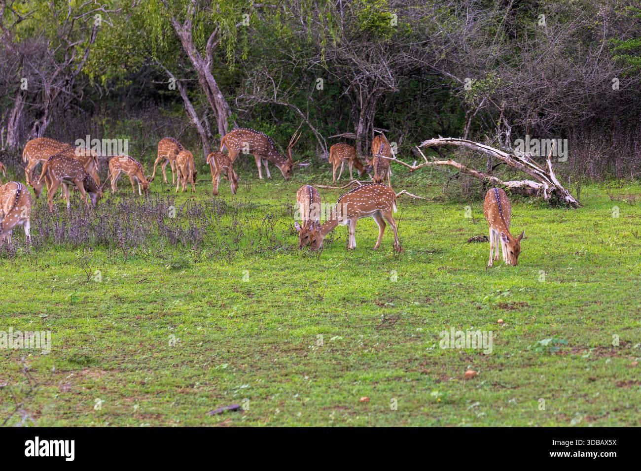 Axis Deer (asse dell'asse) nel Parco Nazionale di Yala, Sri Lanka Foto Stock