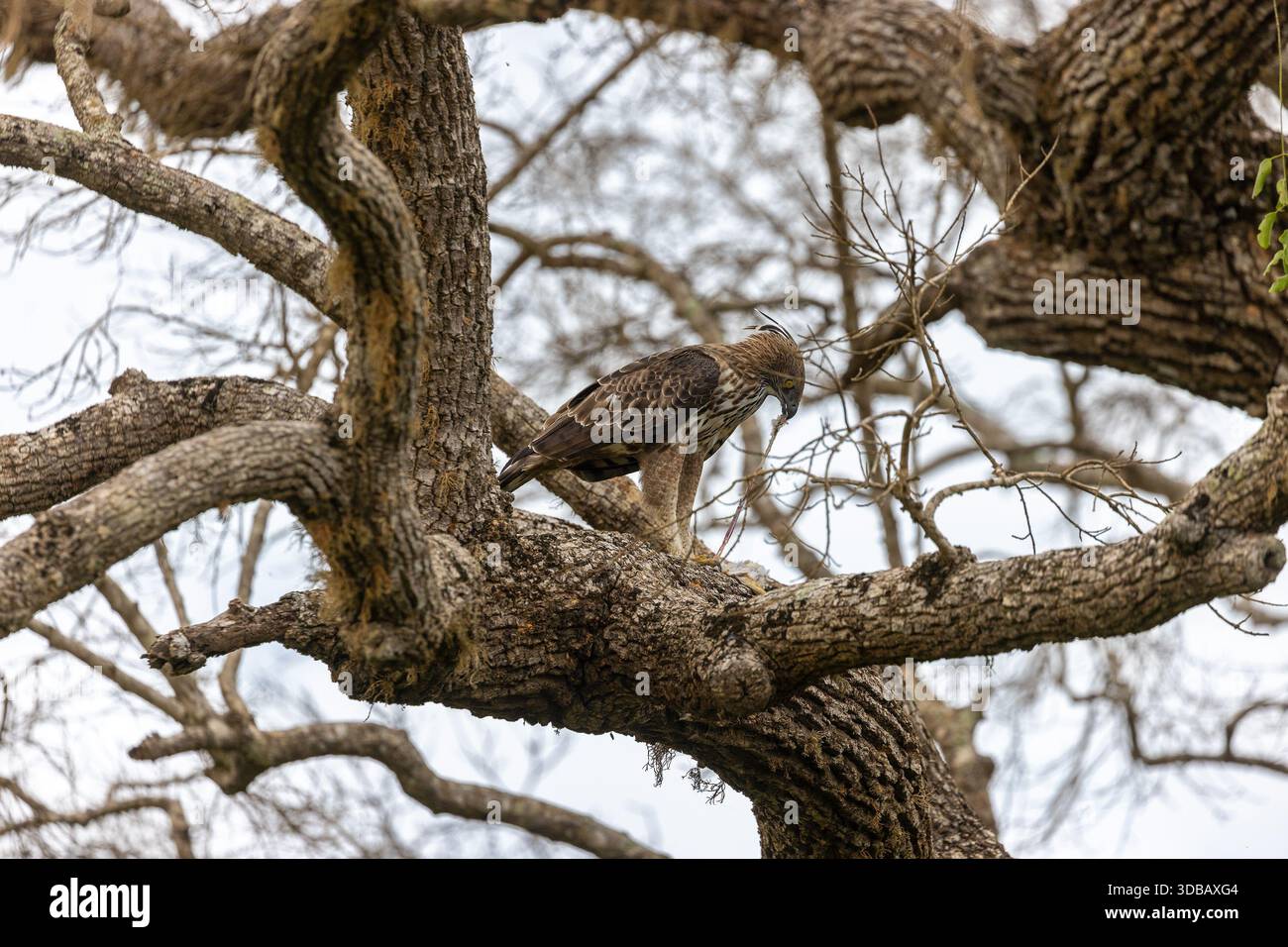 Aquila Serpente crestata (Spilornis cheela) arroccata in Tree, Yala National Park, Sri Lanka Foto Stock
