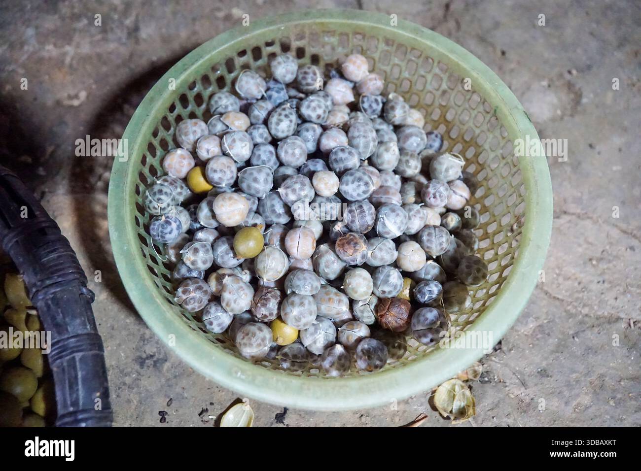 Cestino di frutta secca al tamarindo, un ingrediente comune nella cucina del sud-est asiatico. Foto Stock