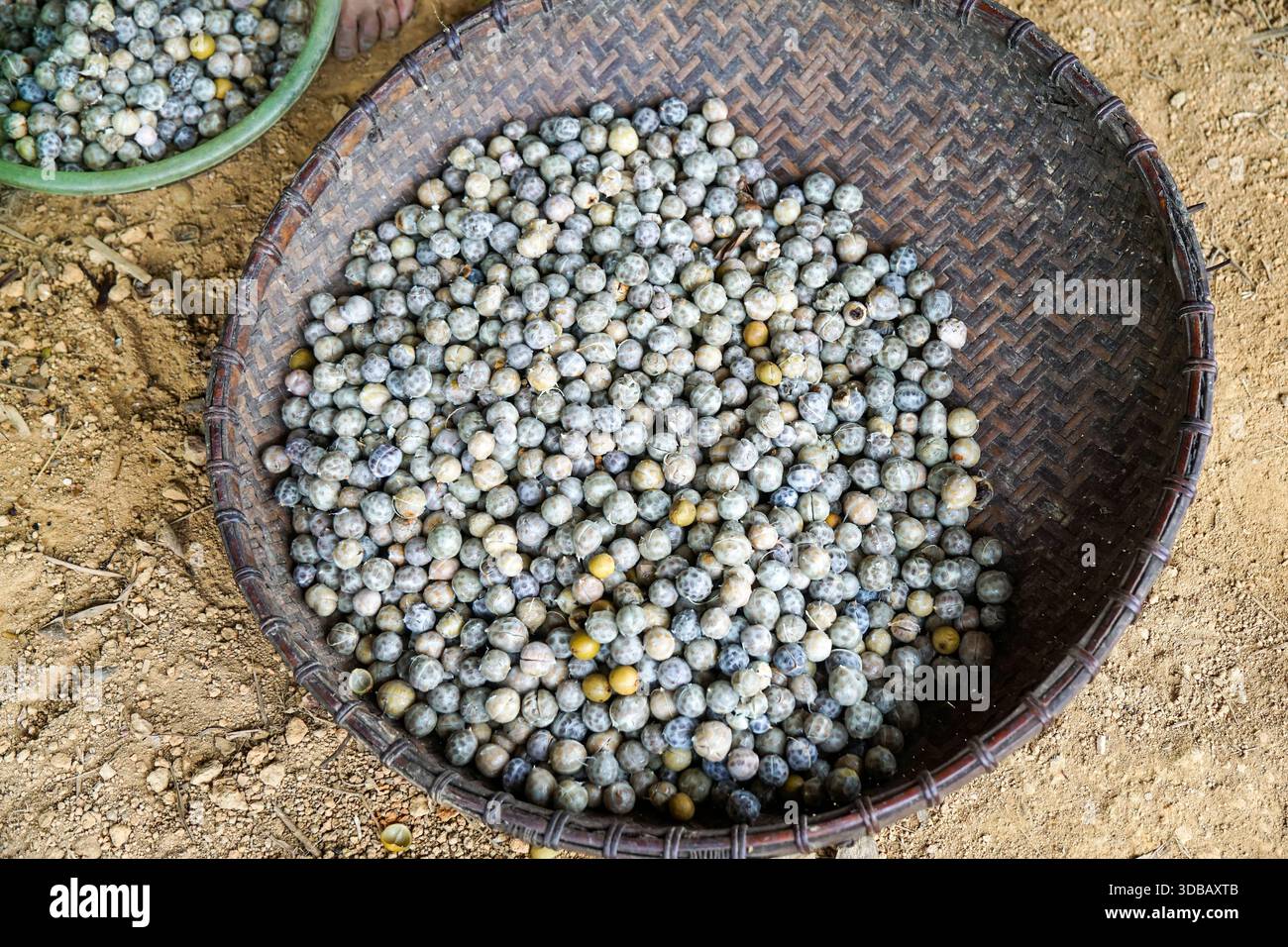 Cestino di frutti di bosco essiccati, fonte alimentare naturale, pronti per la trasformazione o il consumo. Foto Stock