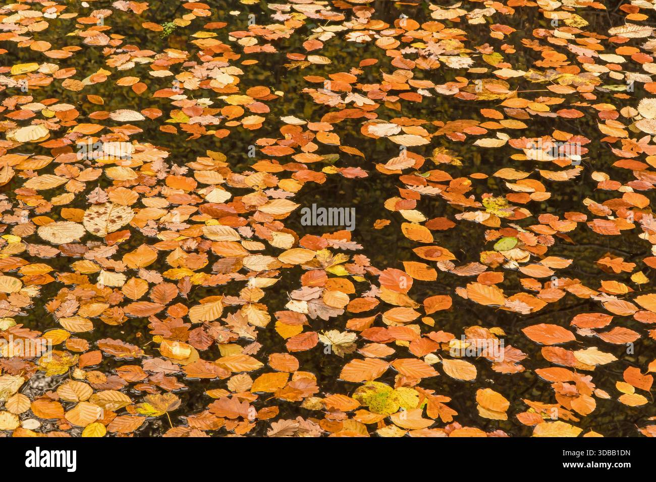 Foglie di faggio in autunno che galleggiano sull'acqua. Monmouthshire e Brecon Canal Llanfoist, Galles Regno Unito. Novembre 2025 Foto Stock