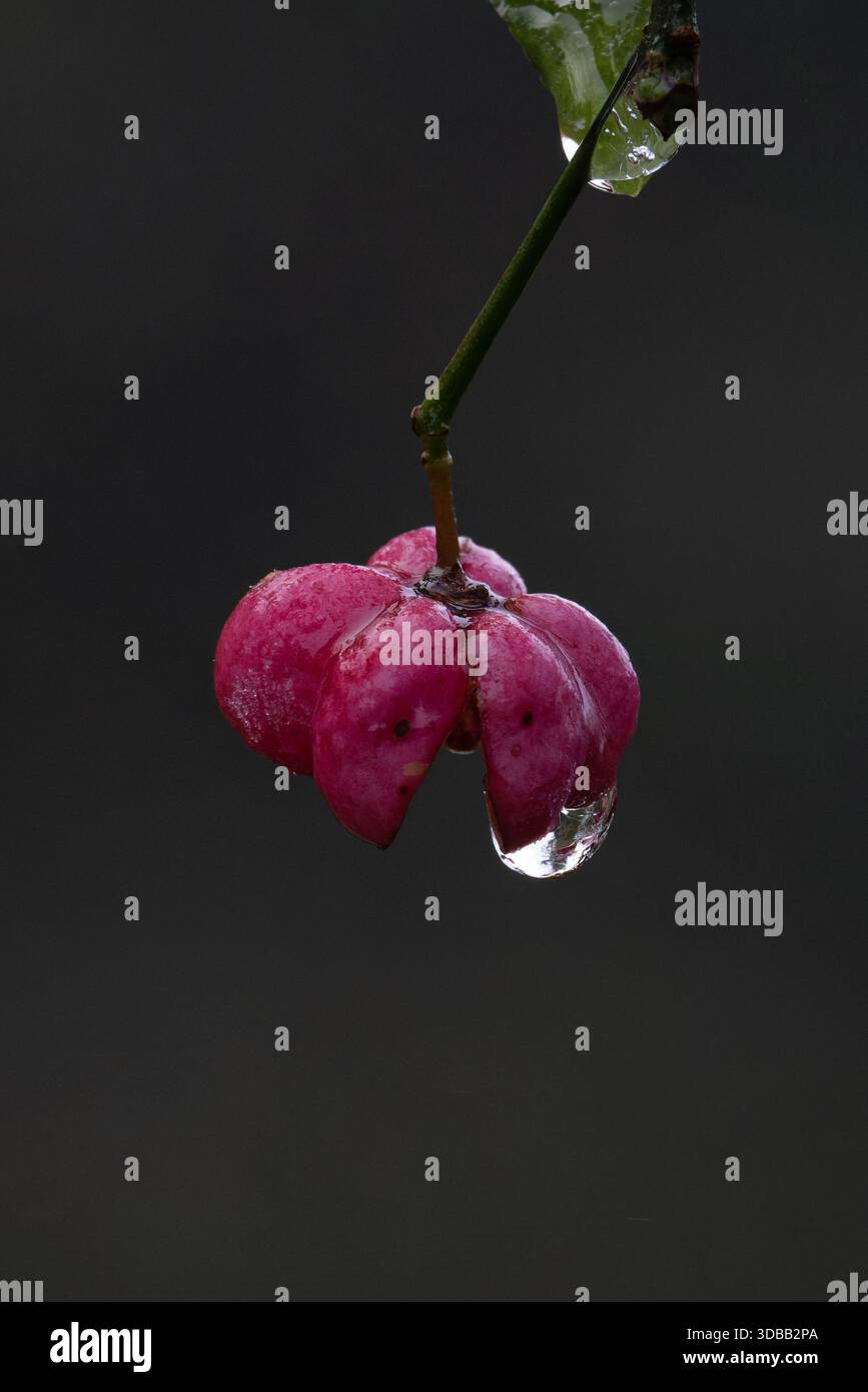 Spindle (Euonymus europaeus) Berry Norfolk novembre 2025 Foto Stock