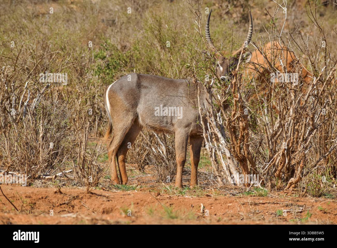 Un Waterbuck nella natura selvaggia nelle praterie di Savannah del Parco Nazionale dello Tsavo West in Kenya Foto Stock