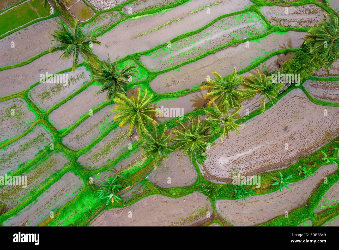Vista aerea dei droni delle risaie allagate e delle palme da cocco nella campagna rurale di Giava, Indonesia. Foto Stock