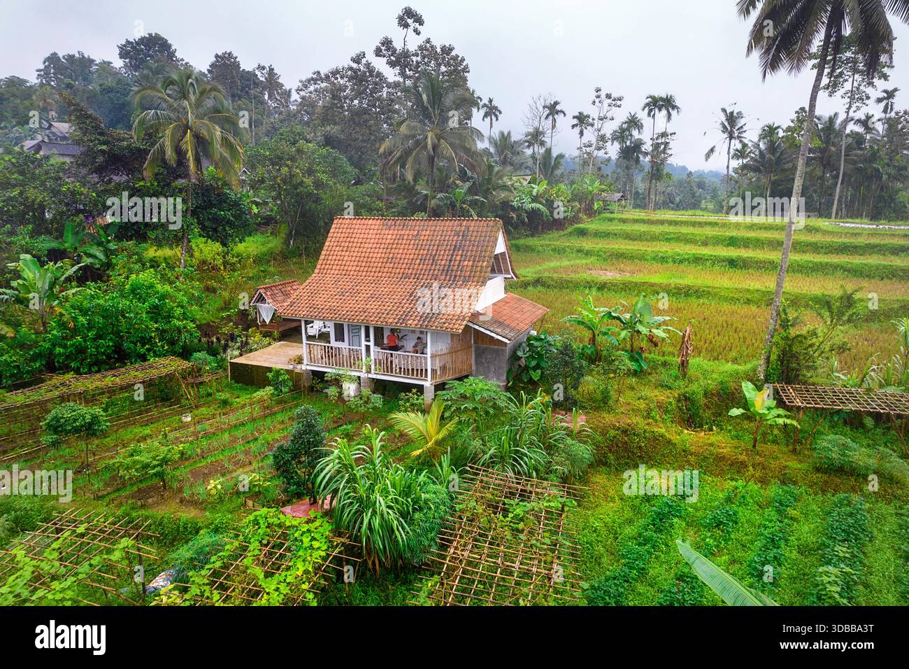 Tradizionale casa in legno accoccolata tra lussureggianti terrazze di riso e vegetazione tropicale nella campagna di Giava, Banyuwangi, Indonesia. Foto Stock
