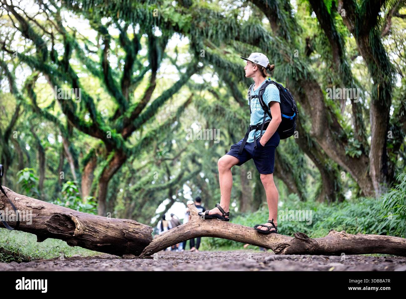 Ragazzo turistico in piedi su un enorme tronco di alberi Samanea saman trembesi nella foresta De Djawatan. Banyuwangi, Giava Orientale, Indonesia Indonesia Foto Stock