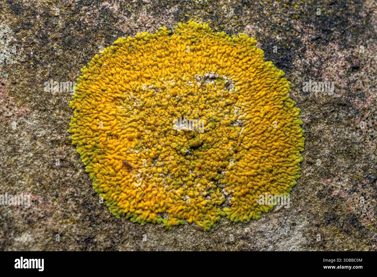 Caloplaca flavescens, una crosta gialla che forma licheni (licheni di crosta) che cresce su una lapide in un cimitero, Inghilterra, Regno Unito Foto Stock