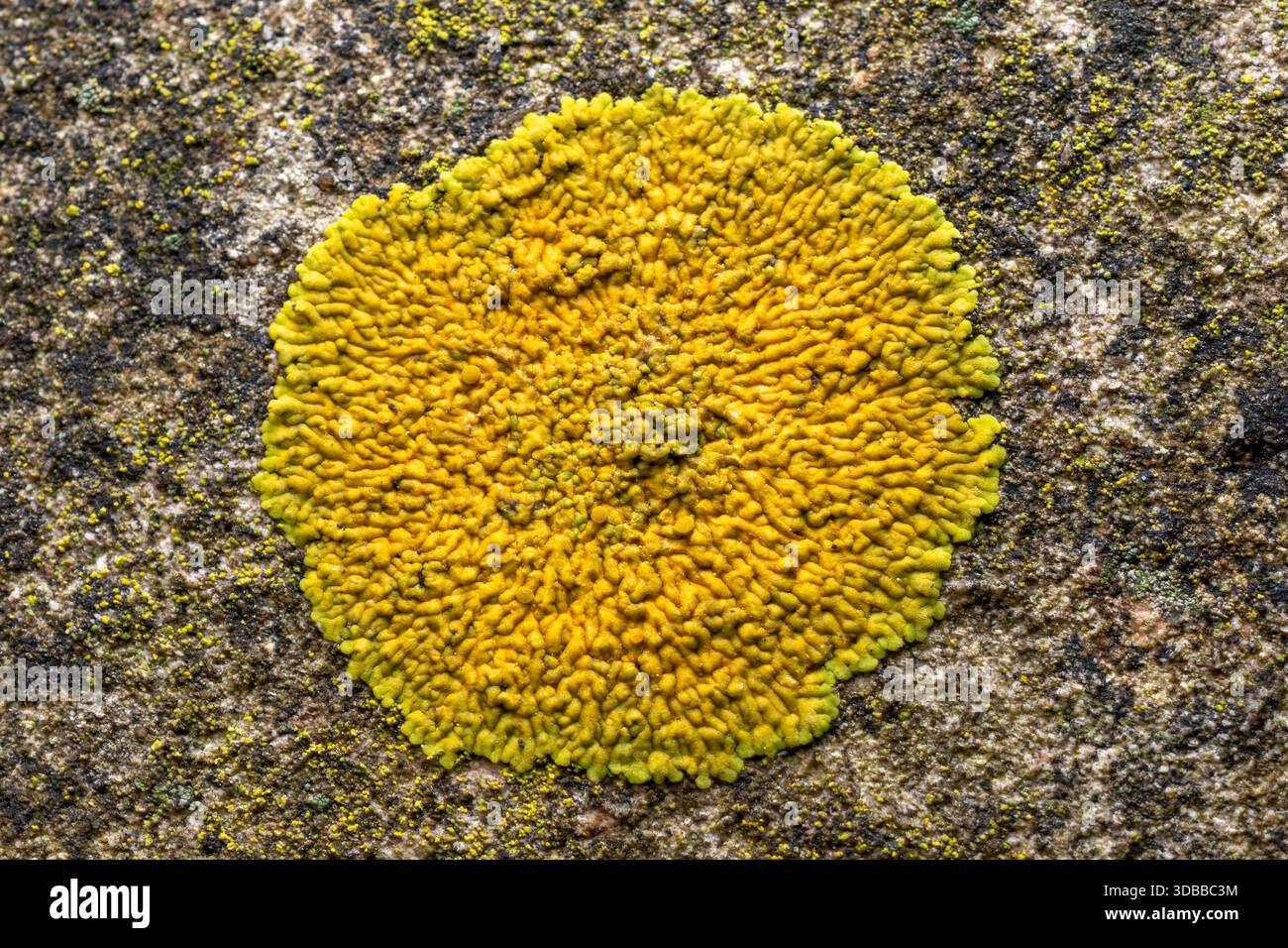 Caloplaca flavescens, una crosta gialla che forma licheni (licheni di crosta) che cresce su una lapide in un cimitero, Inghilterra, Regno Unito Foto Stock