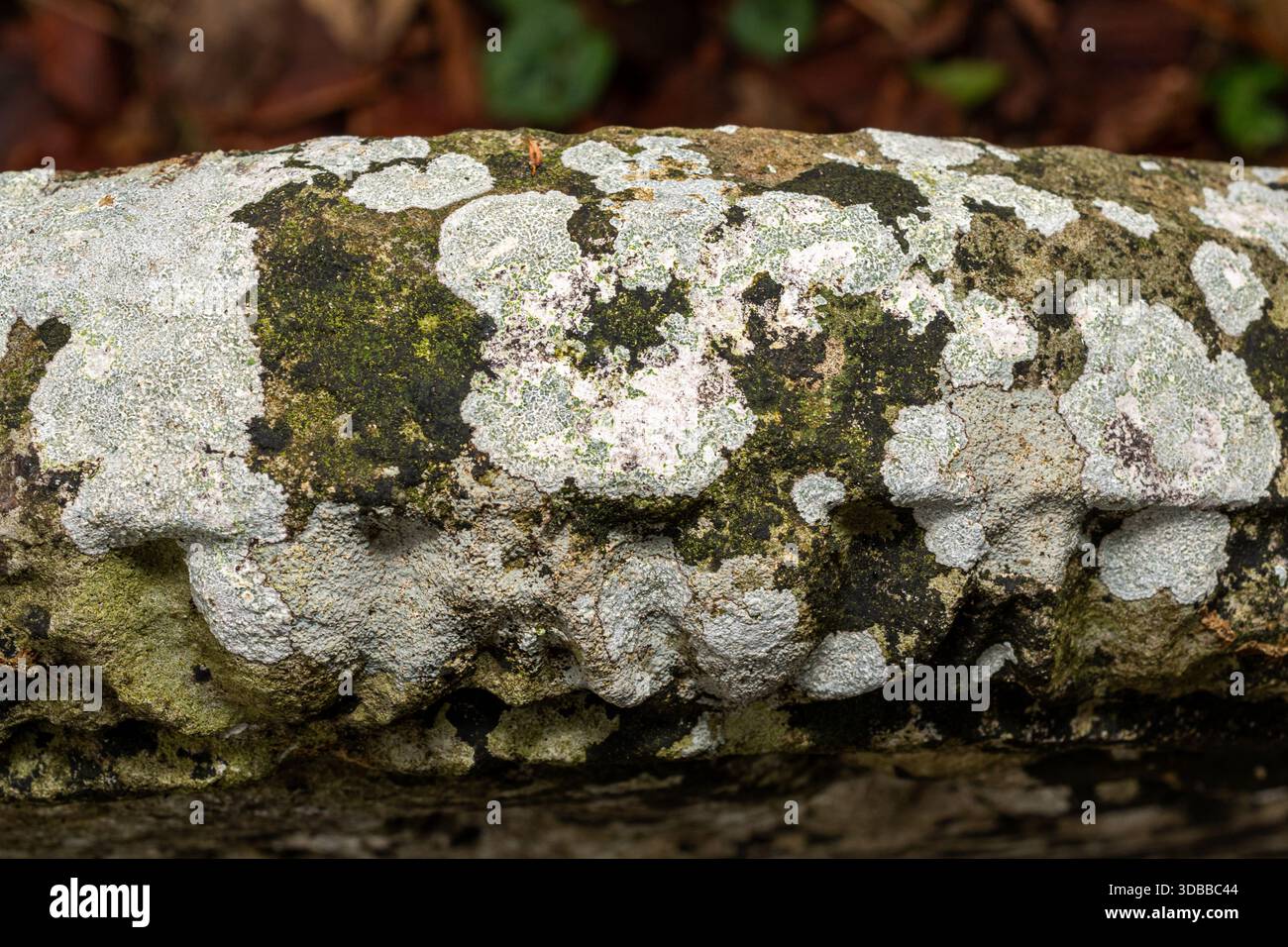 Licheni che crescono su una lapide in un cimitero, Inghilterra, Regno Unito. Lichene crostoso su superficie in pietra. Foto Stock