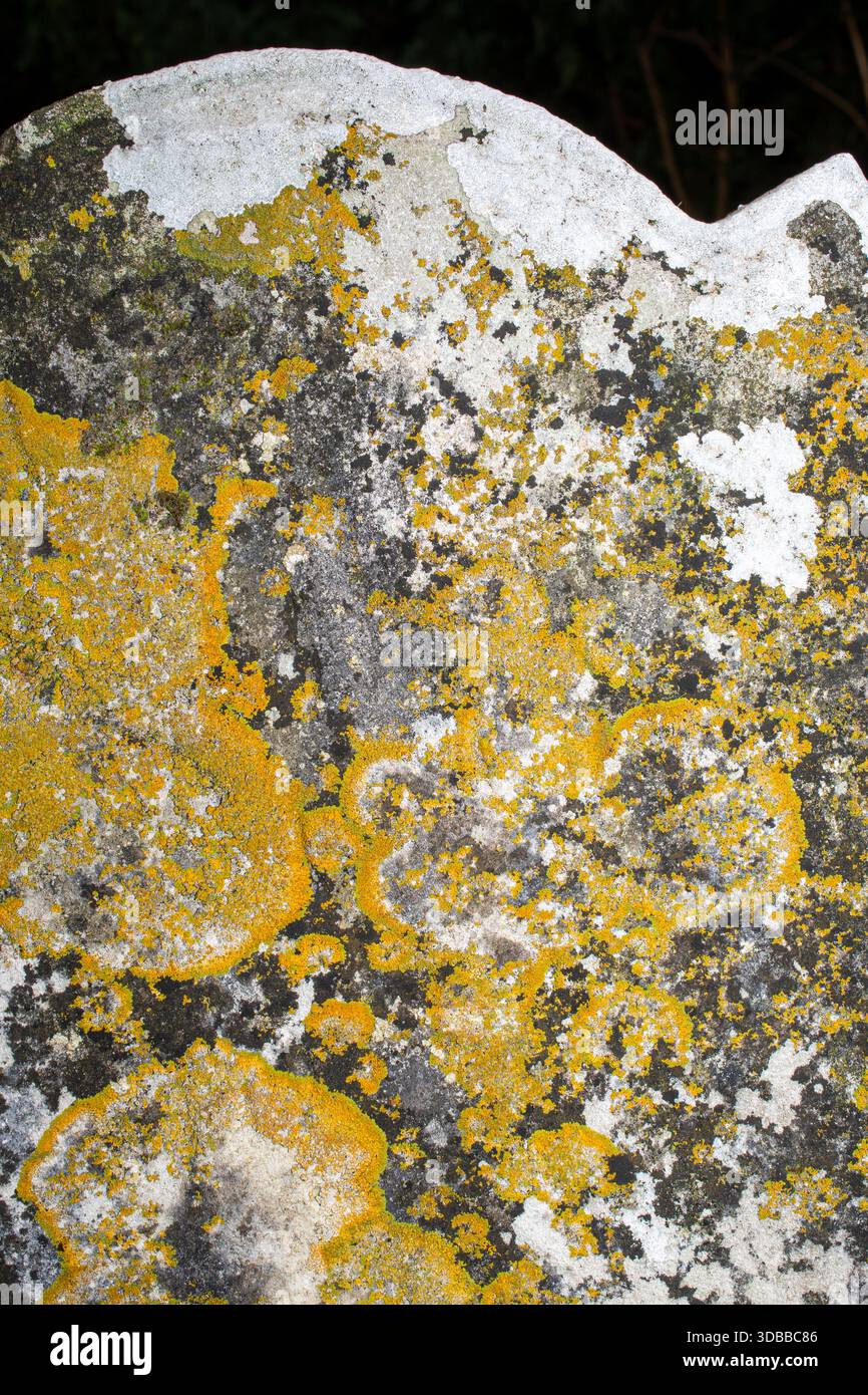 Caloplaca flavescens, una crosta gialla che forma licheni che cresce su una lapide in pietra in un cimitero con altri licheni crostosi, Inghilterra, Regno Unito Foto Stock