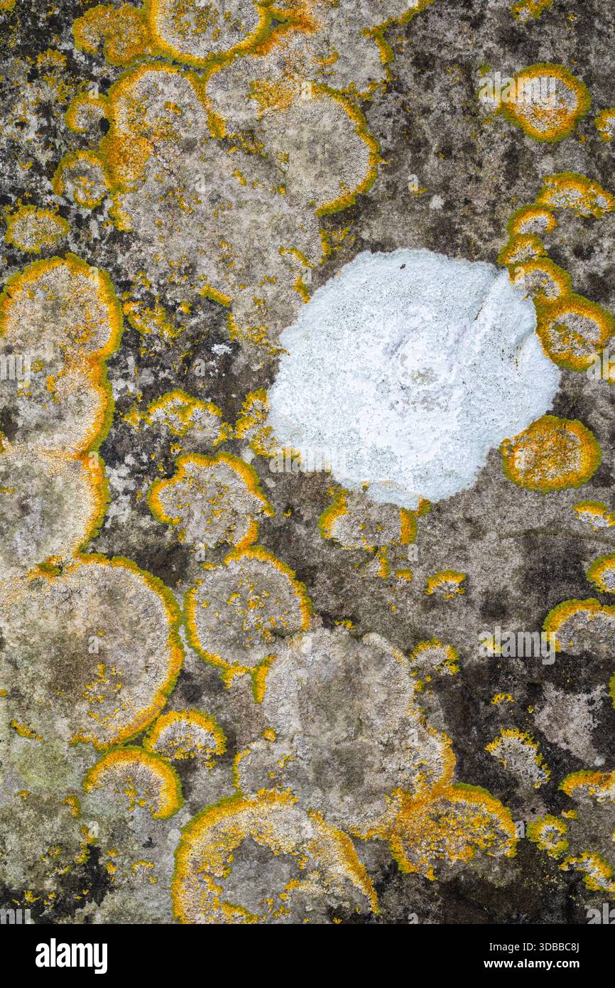 Caloplaca flavescens, una crosta gialla che forma licheni che cresce su una lapide in pietra in un cimitero con altri licheni crostosi, Inghilterra, Regno Unito Foto Stock