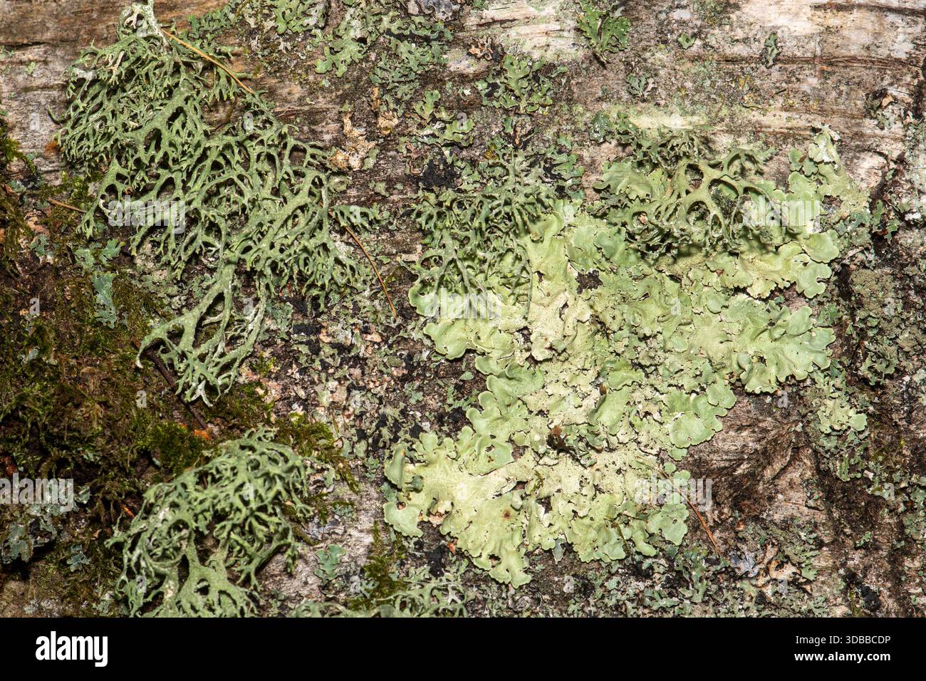 Diverse specie di licheni verde-grigio che crescono su legno morto, Inghilterra, Regno Unito Foto Stock