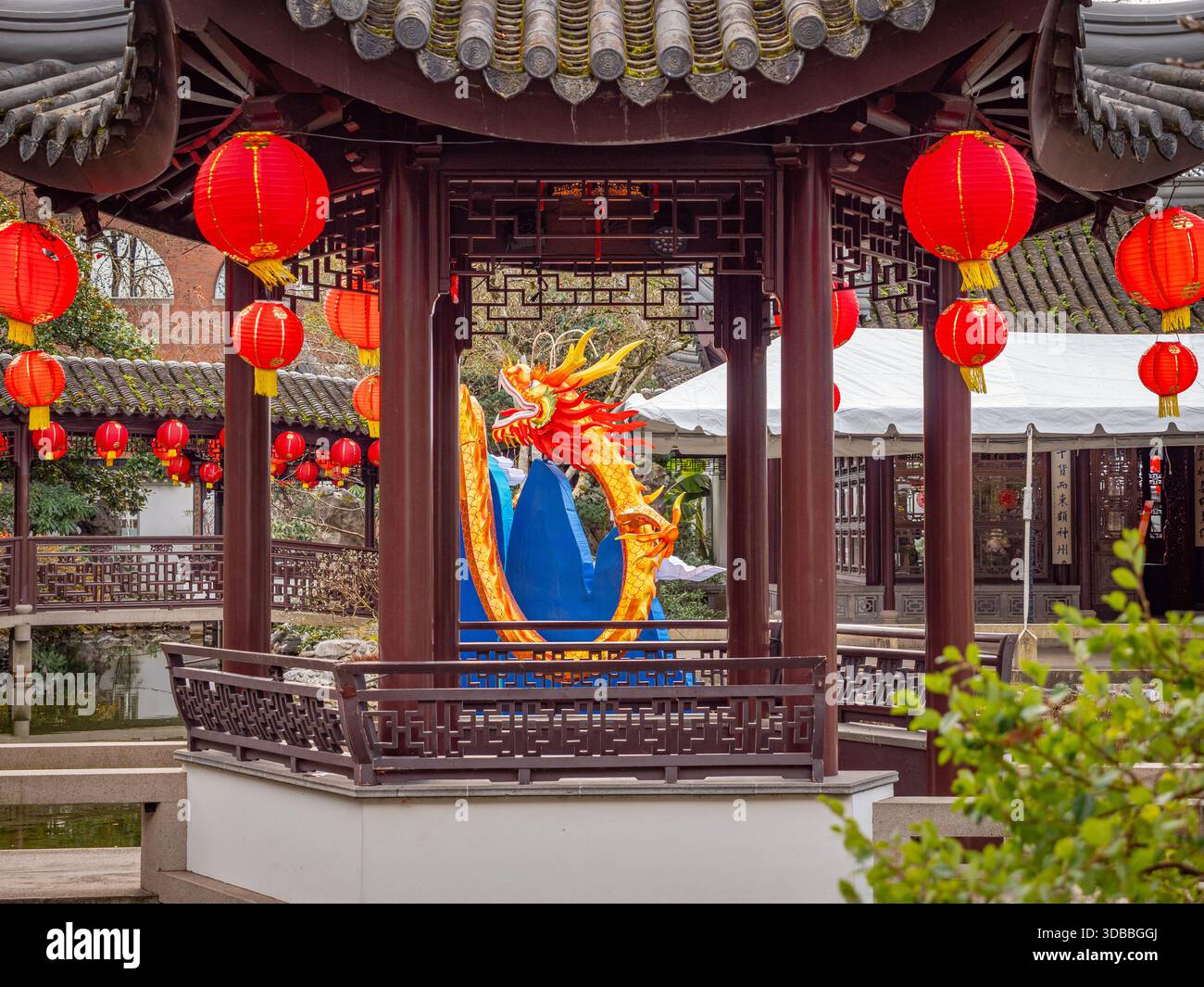 Veduta delle vivaci lanterne rosse appese da un padiglione di legno scuro che incornicia una scultura di drago dorato su uno sfondo blu, Portland, Oregon, Stati Uniti Foto Stock