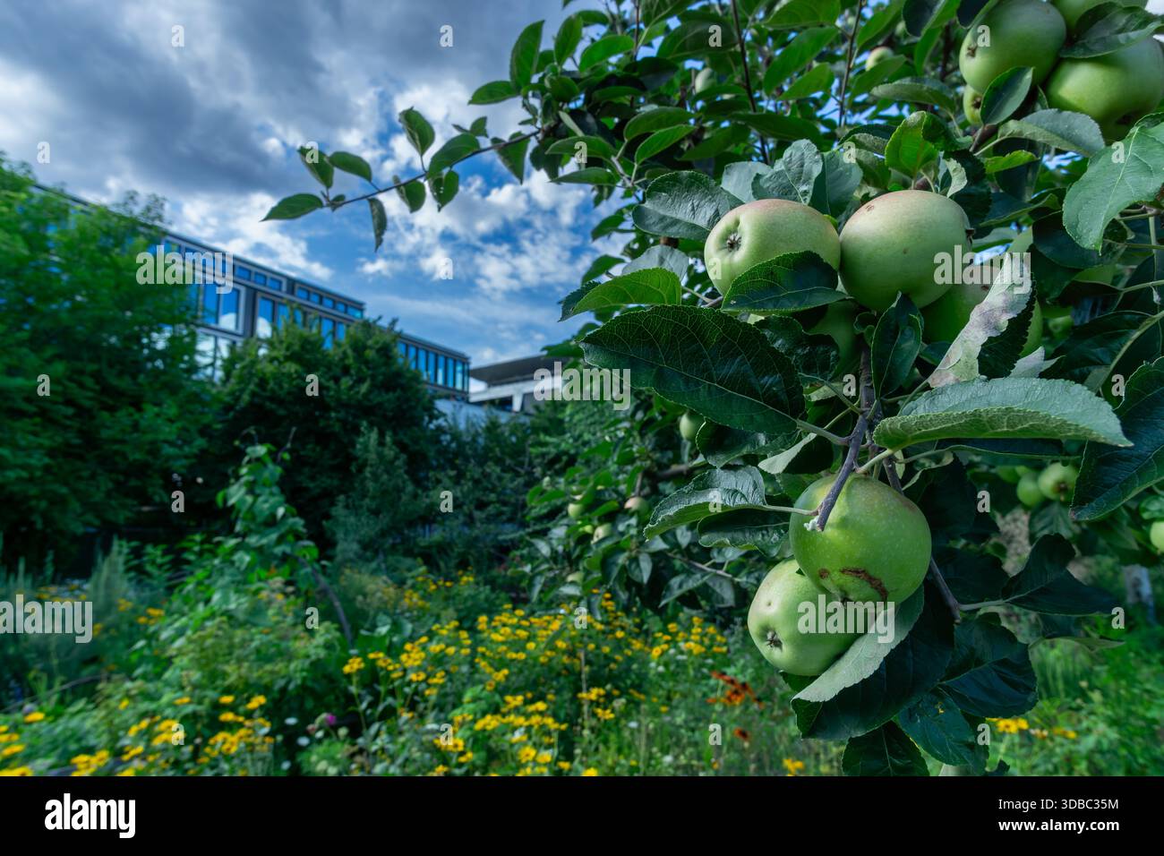 Mele verdi che crescono su un albero in un giardino urbano, con edifici cittadini sullo sfondo. Vista ravvicinata, giardinaggio urbano, editoriale. Foto Stock