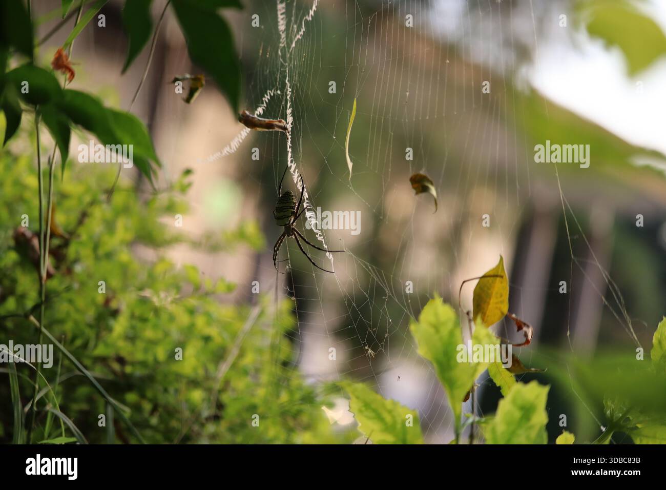 Il ragno a strisce è intrappolato nella sua rete. Ragnatela e ragno nell'erba, specie. Il ragno ha catturato la sua preda. Foto Stock