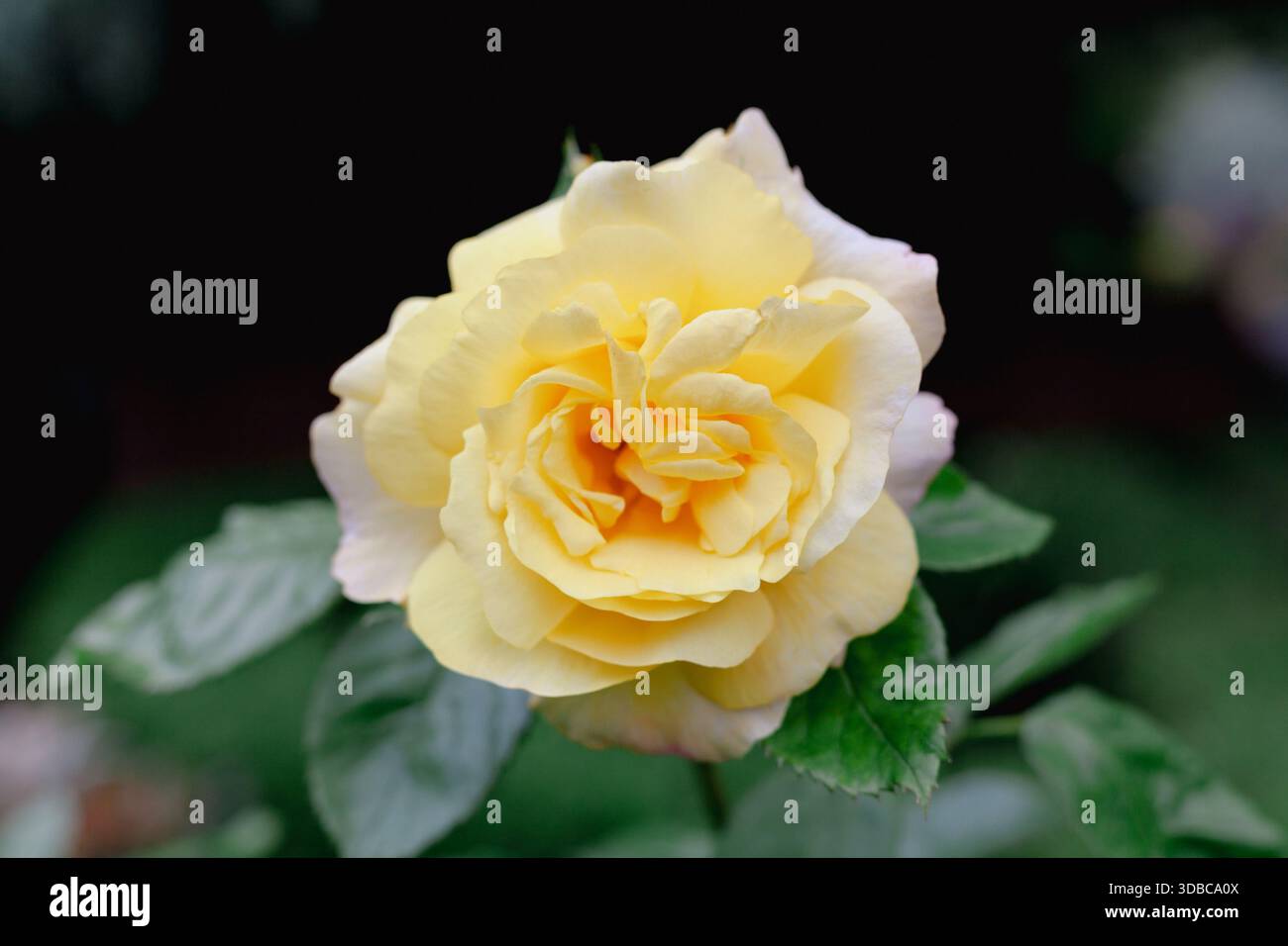 Fiore di rosa giallo con luce naturale soffusa Foto Stock