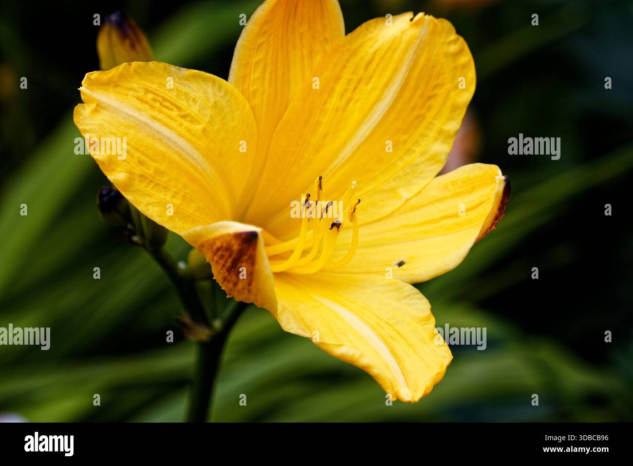 Hemerocallis fulva, il giglio del giorno arancione, il giglio del giorno tenue, il giglio del mais, il giglio della tigre, fulvous daylily, fosso giglio o 4 luglio giglio. Foto Stock