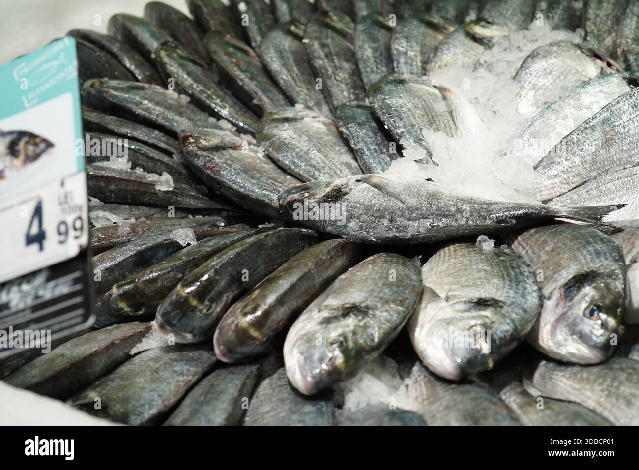 Pelo di pesce fresco dorato (Sparus aurata) su ghiaccio per la vendita al mercato Foto Stock