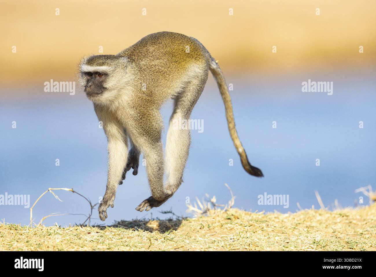 Vervet Monkey (Cercopithecus aethiops) South Luangwa NP Zambia August Foto Stock