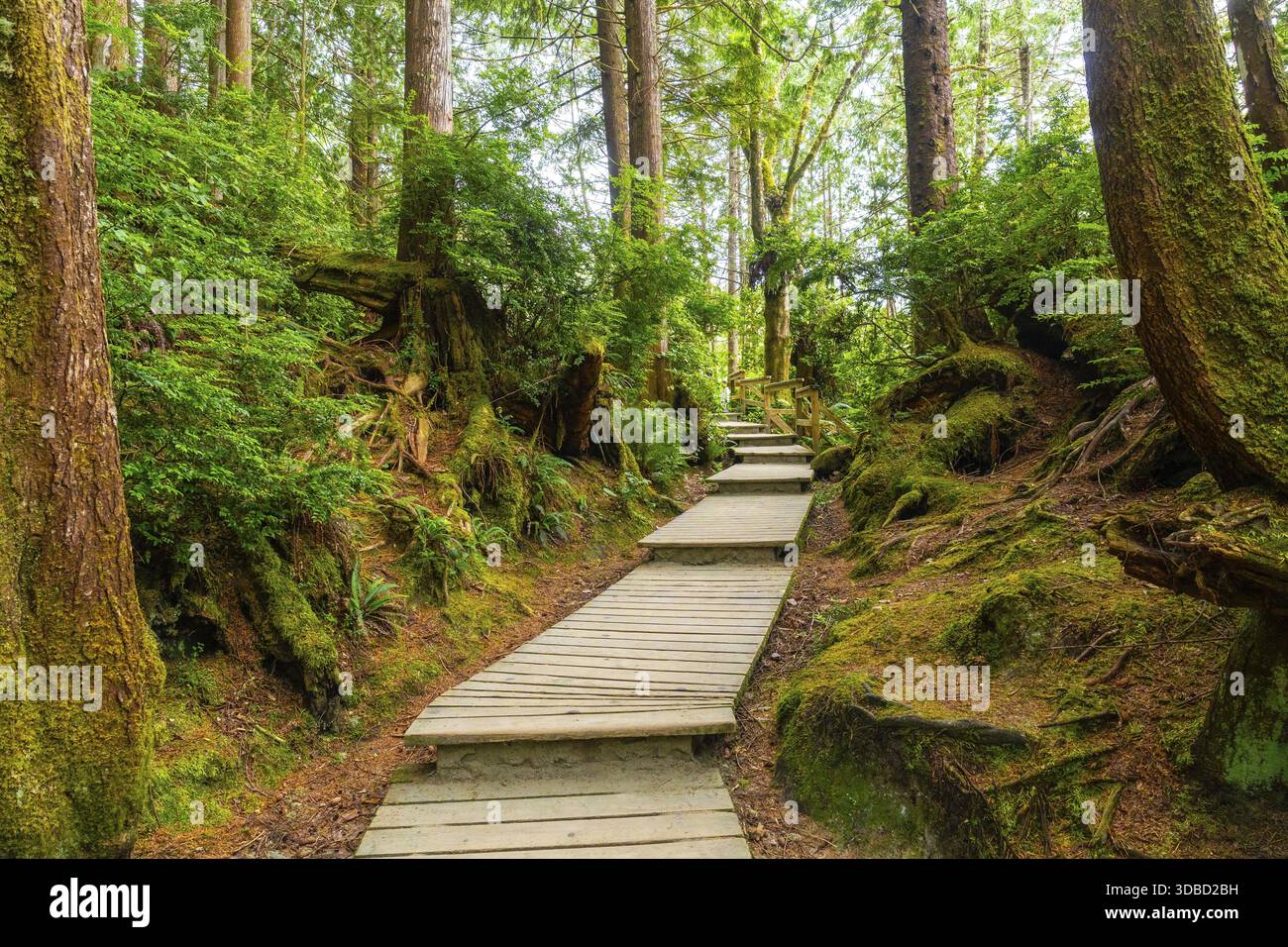 Passerella in legno che si snoda attraverso una vibrante foresta pluviale verde a tofino, situata sull'isola di vancouver, british columbia, offre una tranquilla fuga Foto Stock