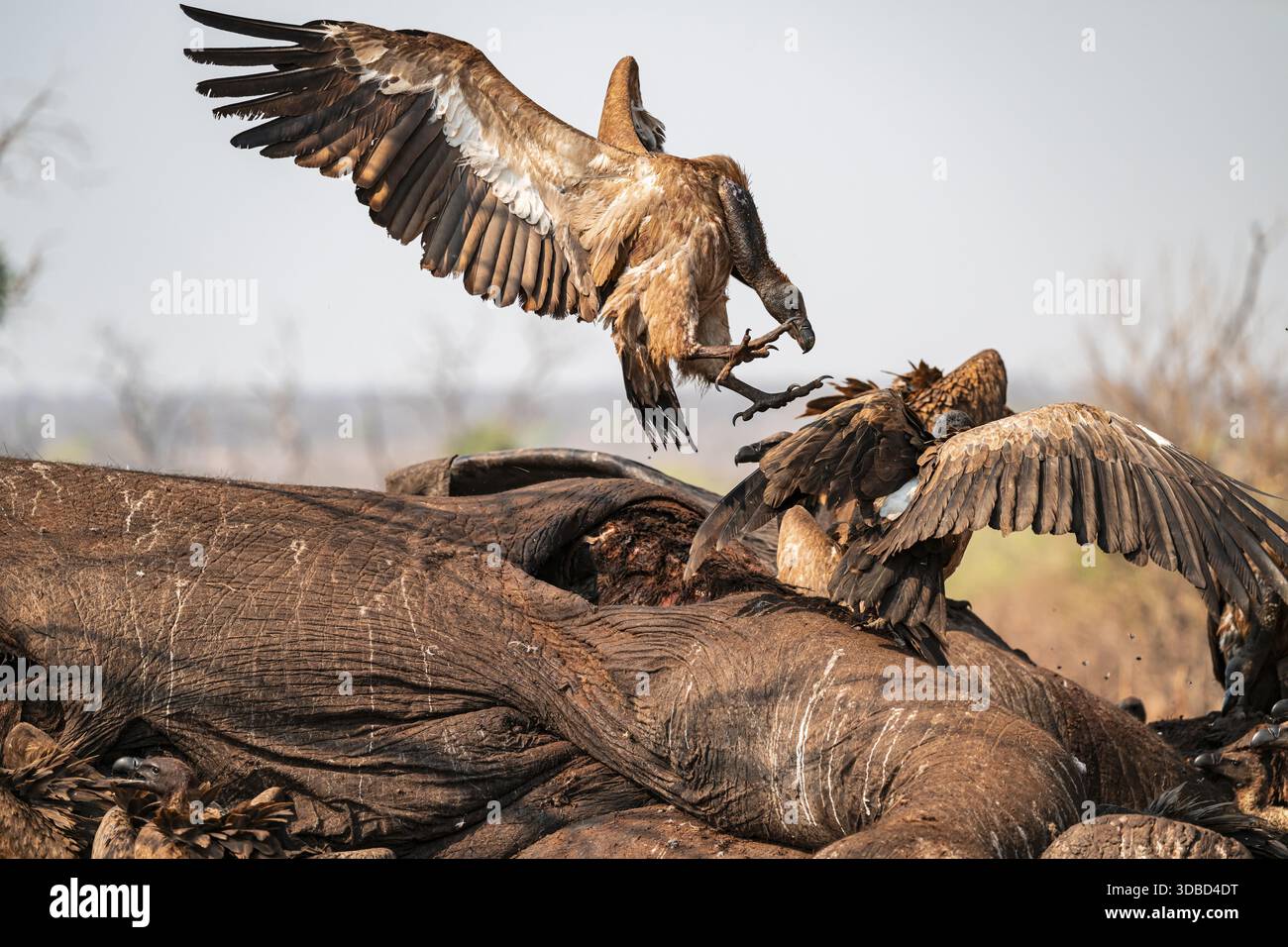 Avvoltoi bianchi (Gyps africanus) che combattono per carote, avvoltoi che si nutrono della carcassa di un elefante, Ihaha, Parco Nazionale del Chobe, Botswana Foto Stock