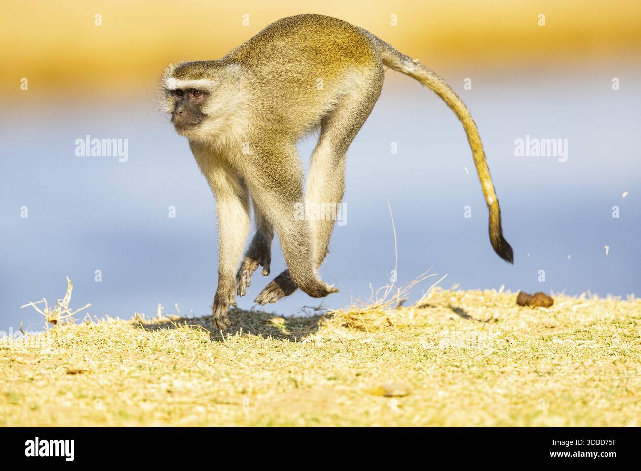 Vervet Monkey (Cercopithecus aethiops) South Luangwa NP Zambia August Foto Stock