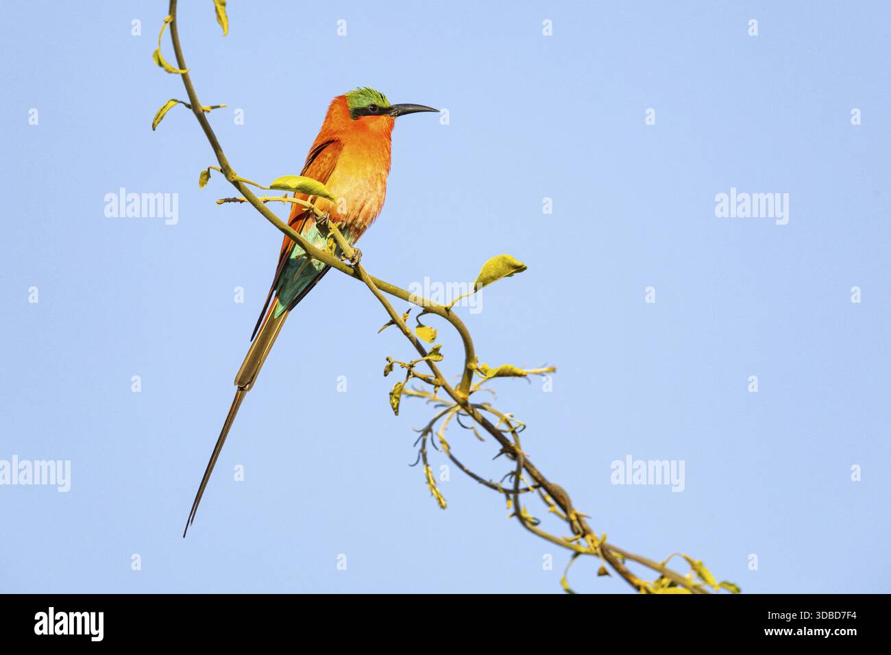 Carmine Bee-Eater (Merops nubicus) South Luangwa NP Zambia agosto Foto Stock