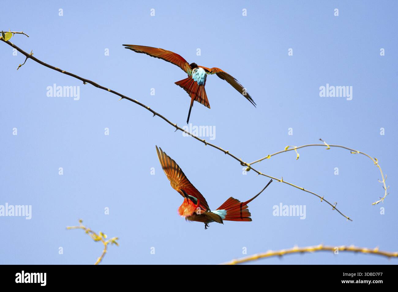 Carmine Bee-Eater (Merops nubicus) South Luangwa NP Zambia agosto Foto Stock