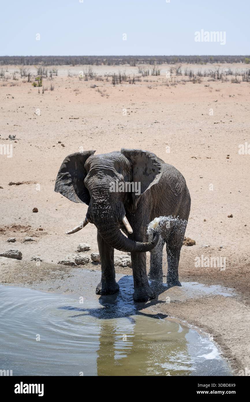Vista dall'alto, elefante africano singolo (Loxodonta africana) che beve in un pozzo d'acqua, il Parco Nazionale di Etosha, Namibia Foto Stock