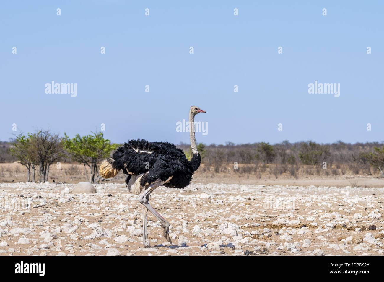Struzzi comuni maschili (Struthio camelus) che attraversano savannah, il Parco nazionale di Etosha, Namibia Foto Stock
