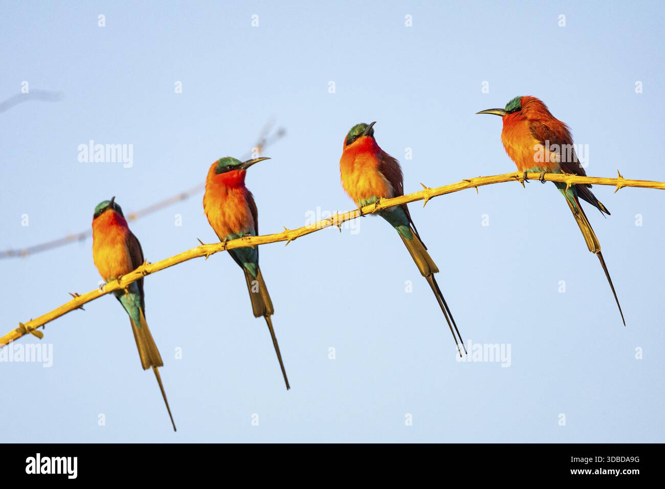 Carmine Bee-Eater (Merops nubicus) South Luangwa NP Zambia agosto Foto Stock