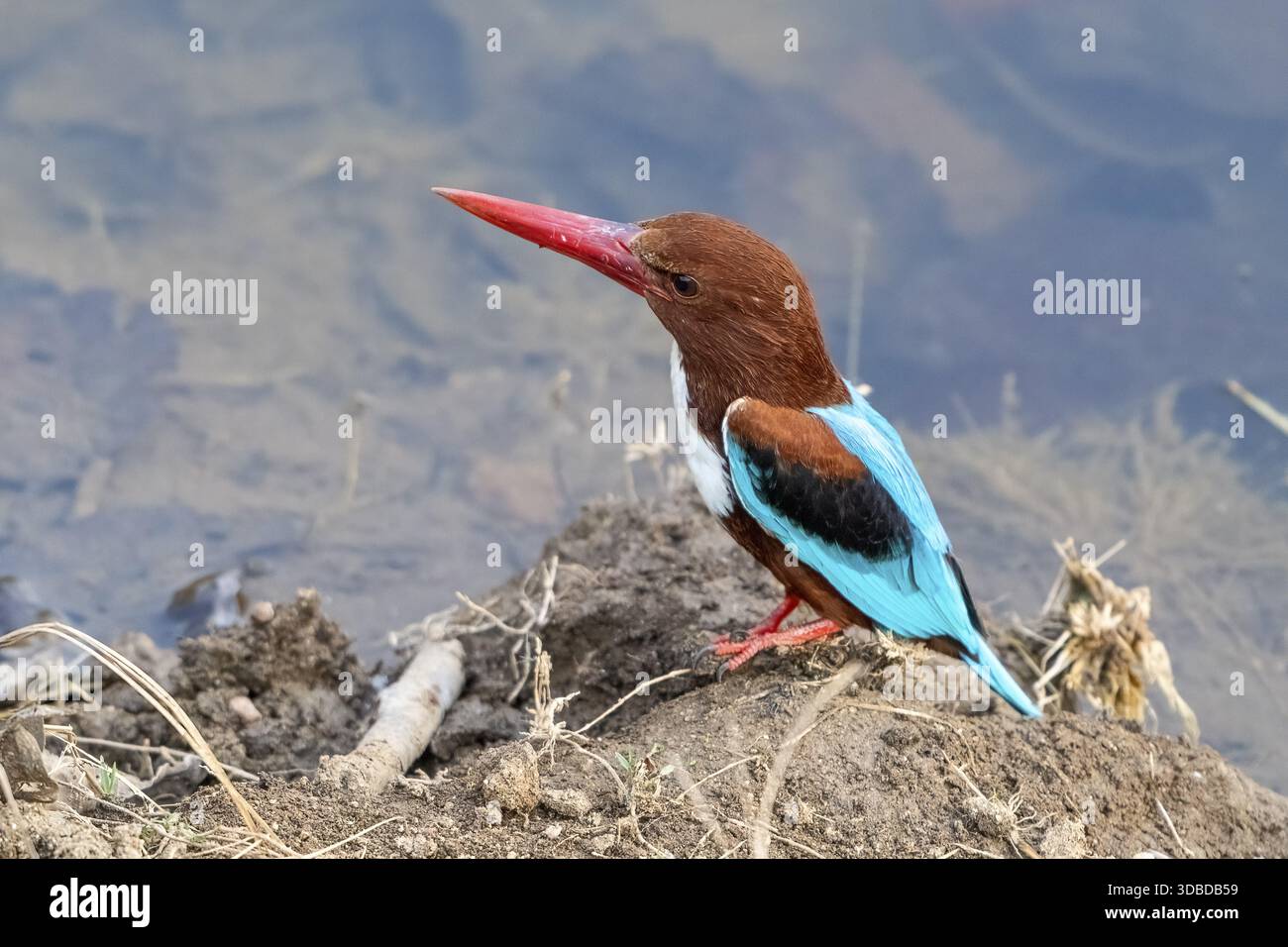Kingfisher marrone (Halcyon smyrnensis), Kingfisher dalla gola bianca, Kingfisher dal petto bianco, Kingfisher albero, Kanha National Park, riserva delle tigri, Jaba Foto Stock