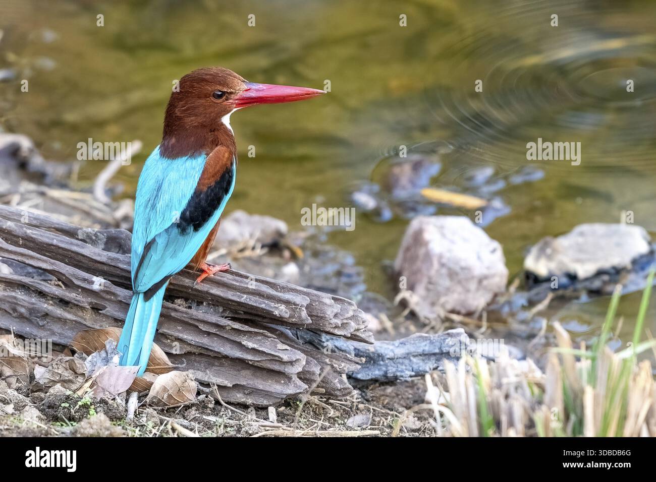 Kingfisher marrone (Halcyon smyrnensis), Kingfisher dalla gola bianca, Kingfisher dal petto bianco, Kingfisher albero, Kanha National Park, riserva delle tigri, Jaba Foto Stock