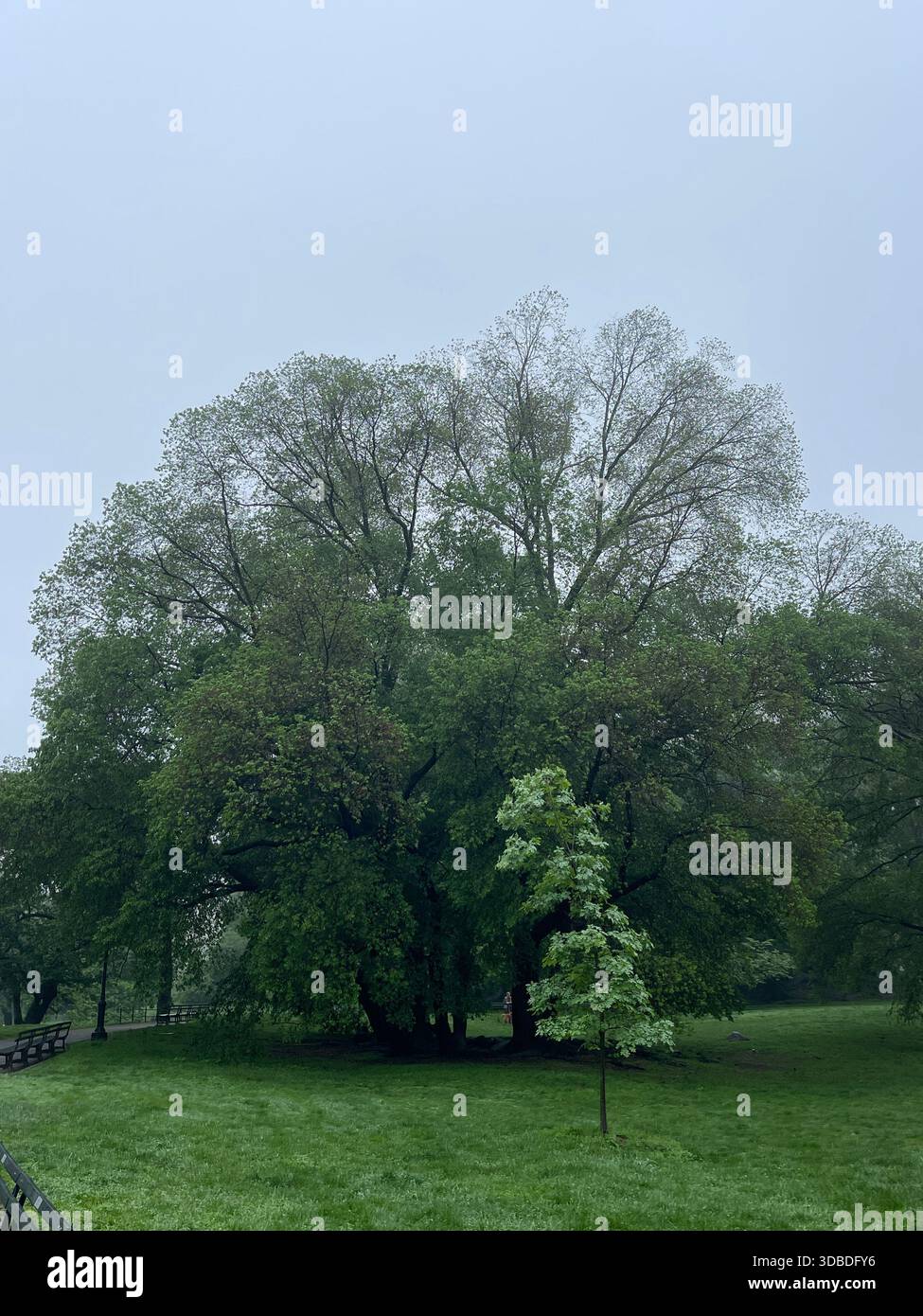 Tranquille scene estive a Central Park, New York. Foto Stock