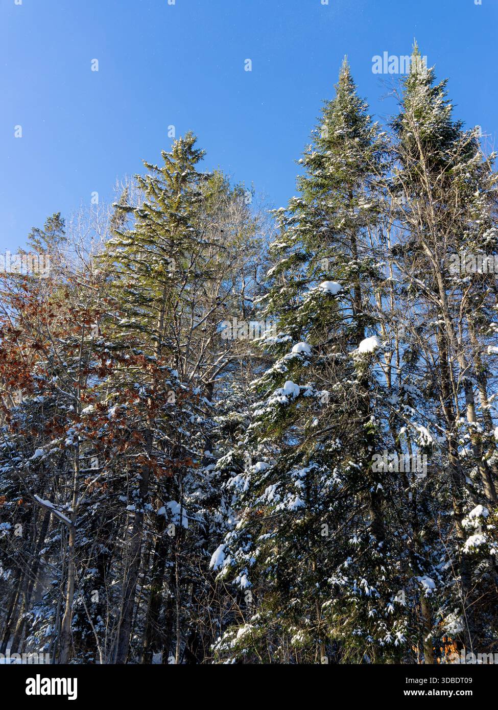 Coperta di neve alberi Foto Stock