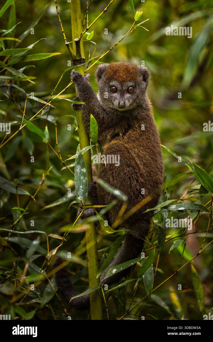 Un ritratto di un lembo di bambù grigio all'interno di una foresta di bambù nel Parco Nazionale di Andasibe, Madagascar. Foto Stock