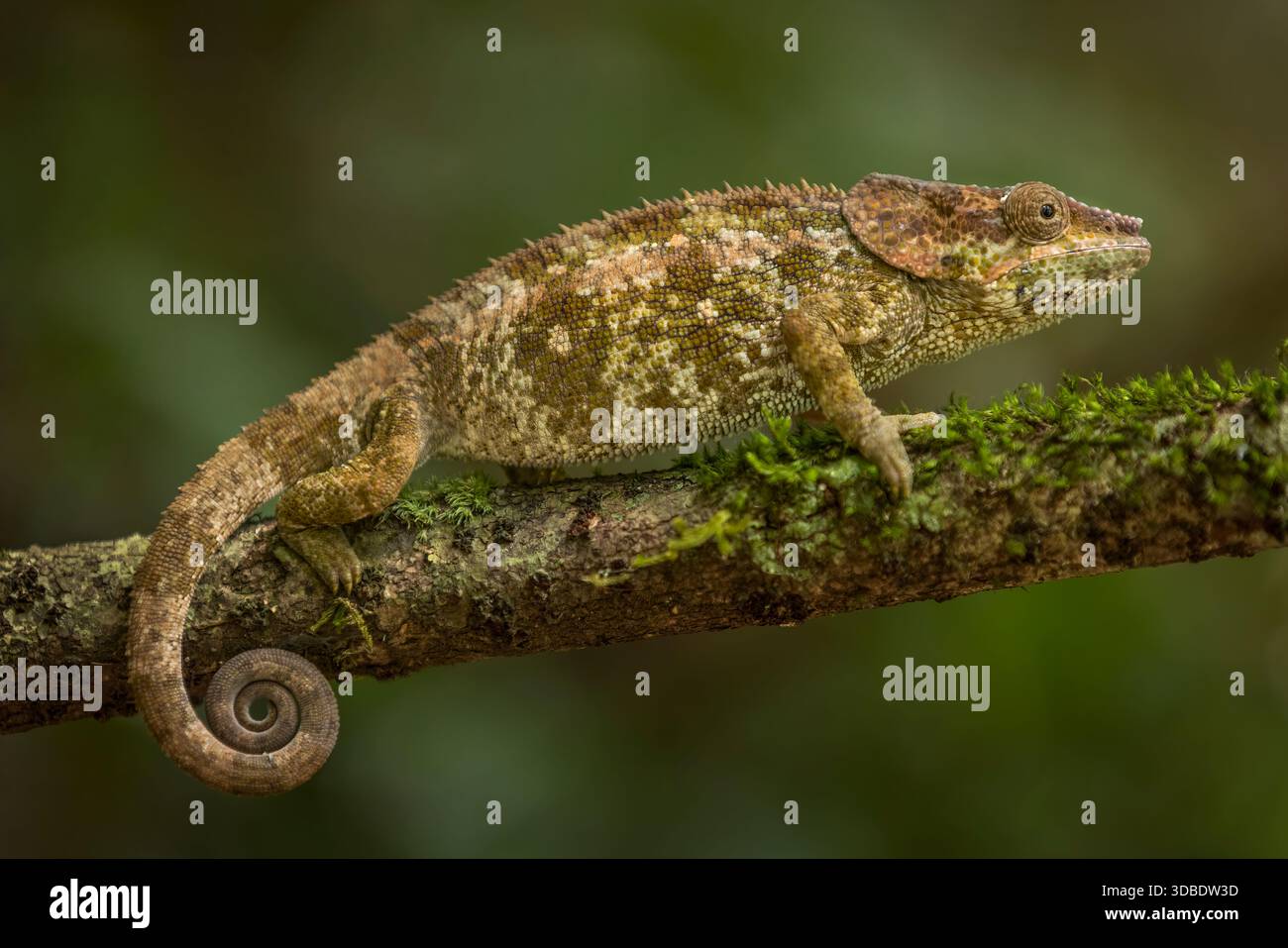 Un camaleonte dal corno corto seduto su un ramo d'albero ad Andasibe, Madagascar. Foto Stock