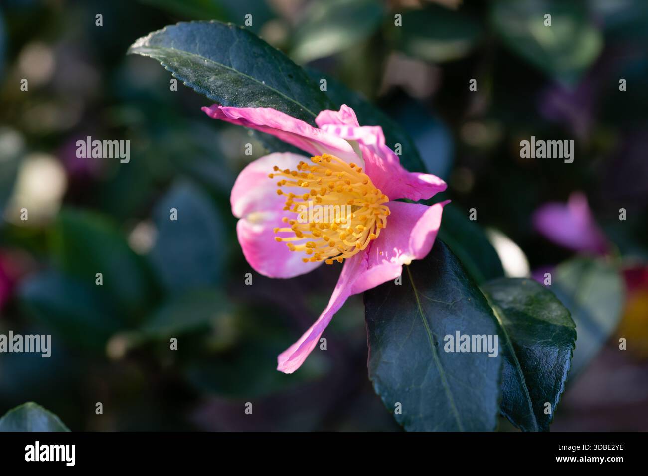 Il nome di questi fiori è Camellia Sasanqua Foto Stock