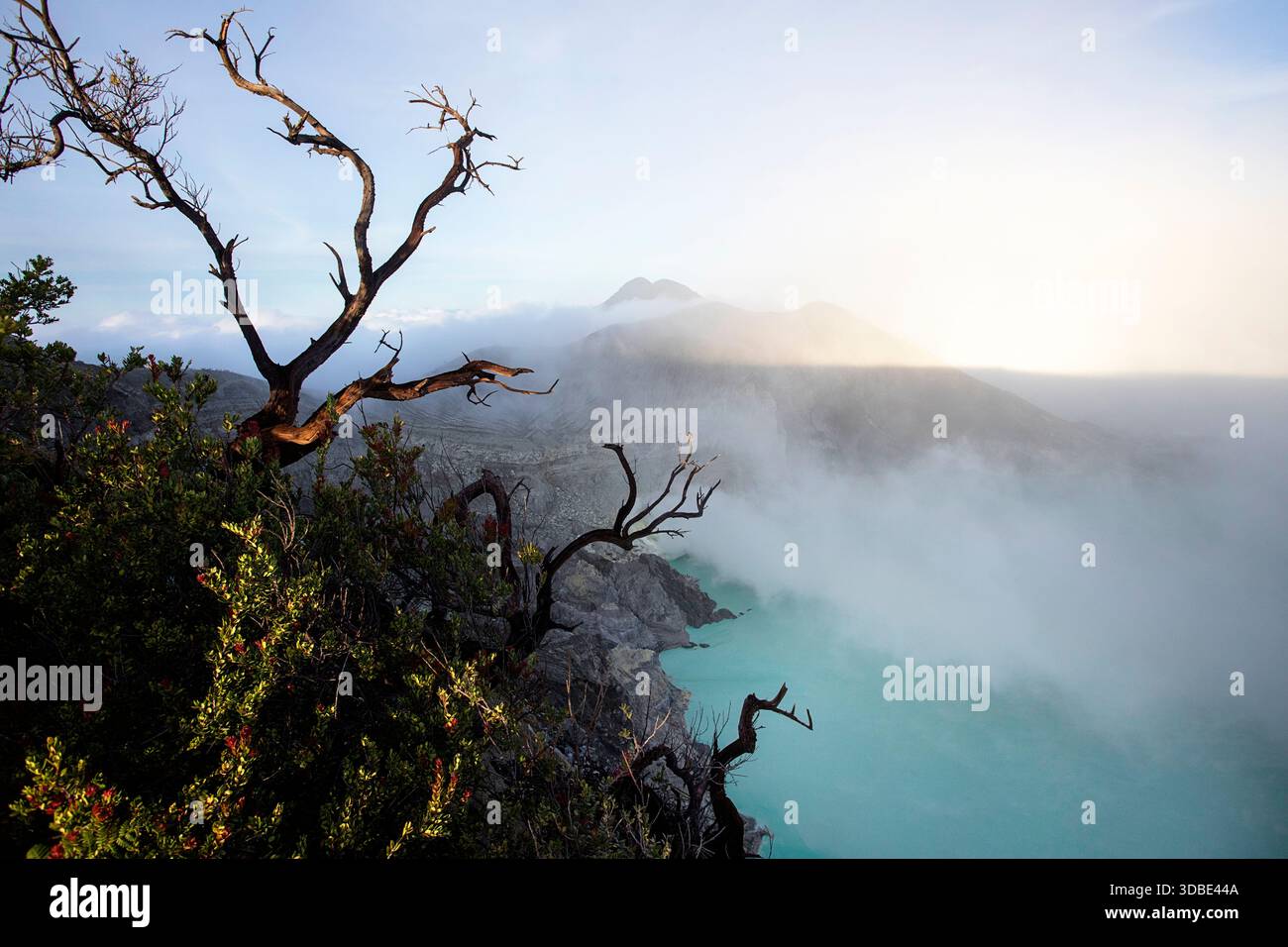 Bellissimo albero solitario su un bordo del vulcano ijen con lago blu nel cratere vulcanico all'alba, isola di giava, indonesia Foto Stock