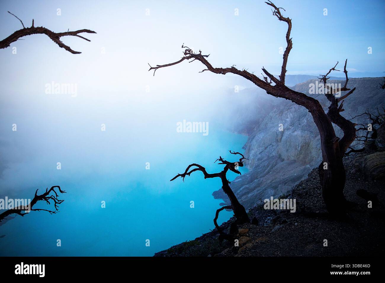 Bellissimo albero solitario su un bordo del vulcano ijen con lago blu nel cratere vulcanico all'alba, isola di giava, indonesia Foto Stock