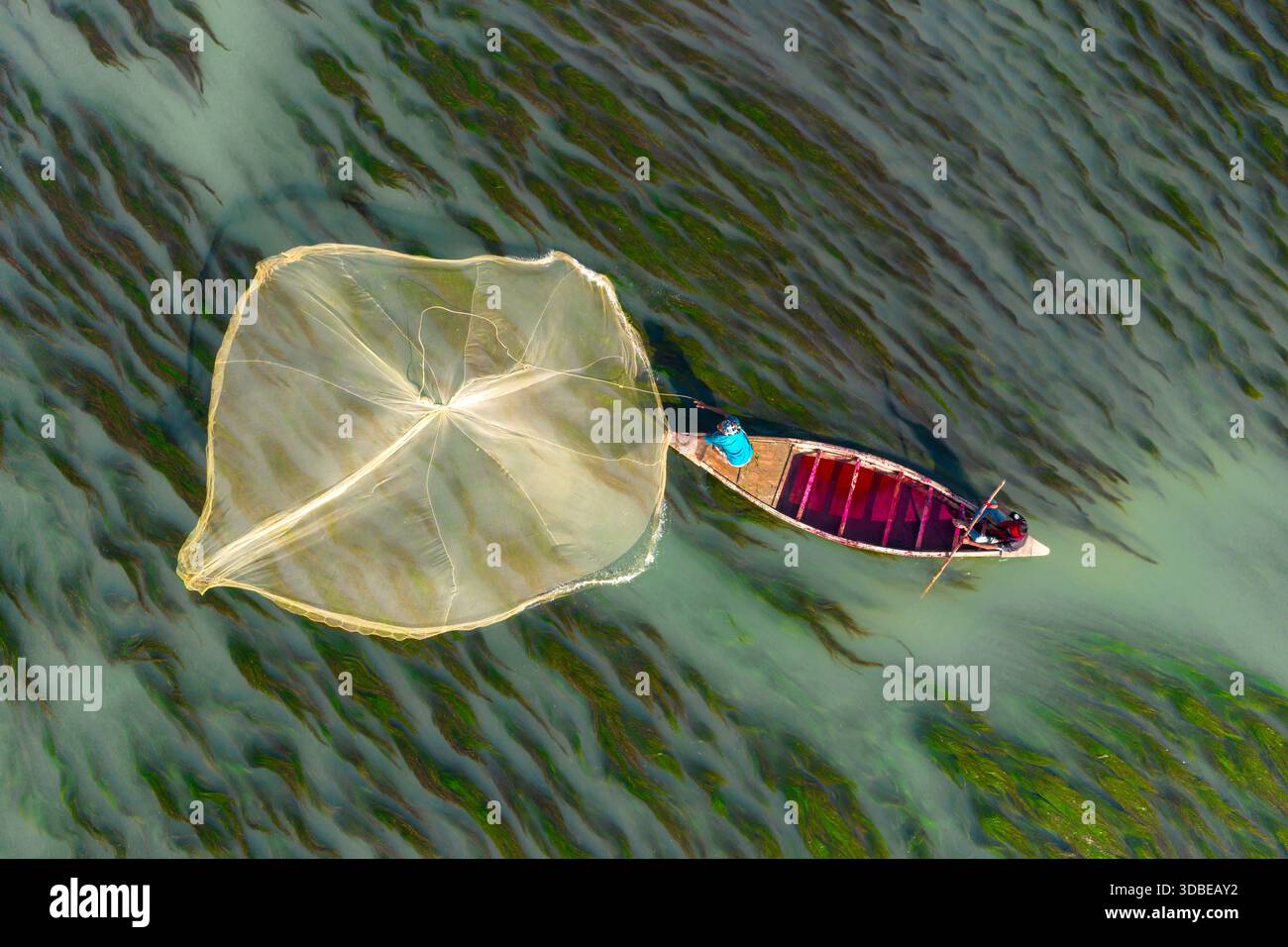 Natore, Bangladesh - 13 dicembre 2025: Veduta aerea di un pescatore solitario su una barca di legno che getta una rete nell'acqua vorticosa e striata di alghe del fiume Foto Stock