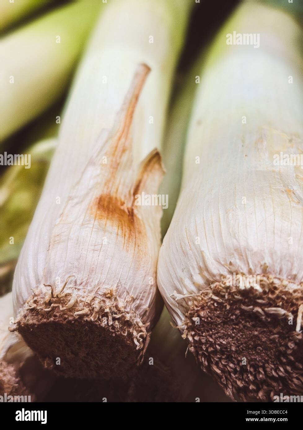 Foto verticale di gambi di porri freschi Foto Stock