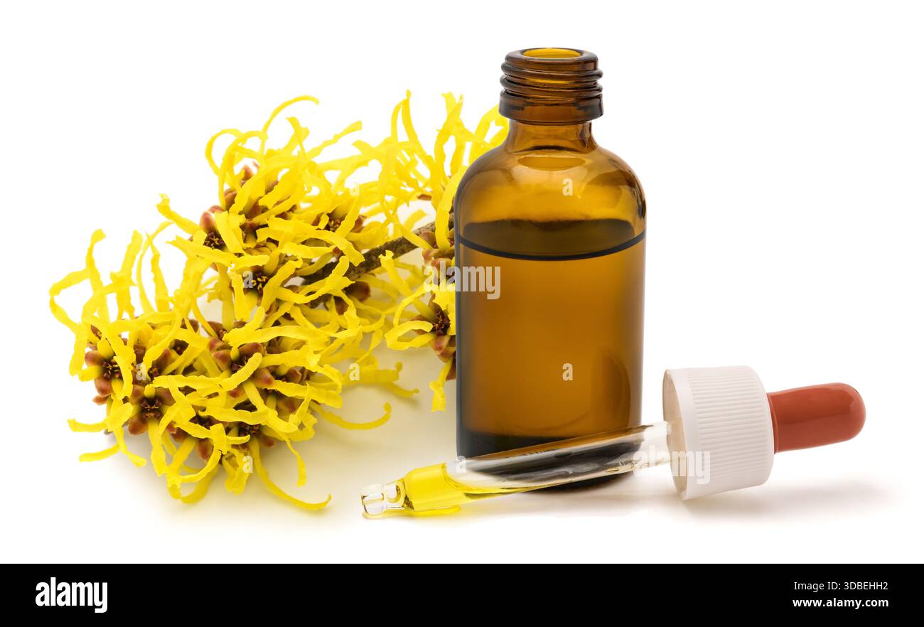 Fiori di nocciola strega con bottiglia di essenza isolata su sfondo bianco Foto Stock