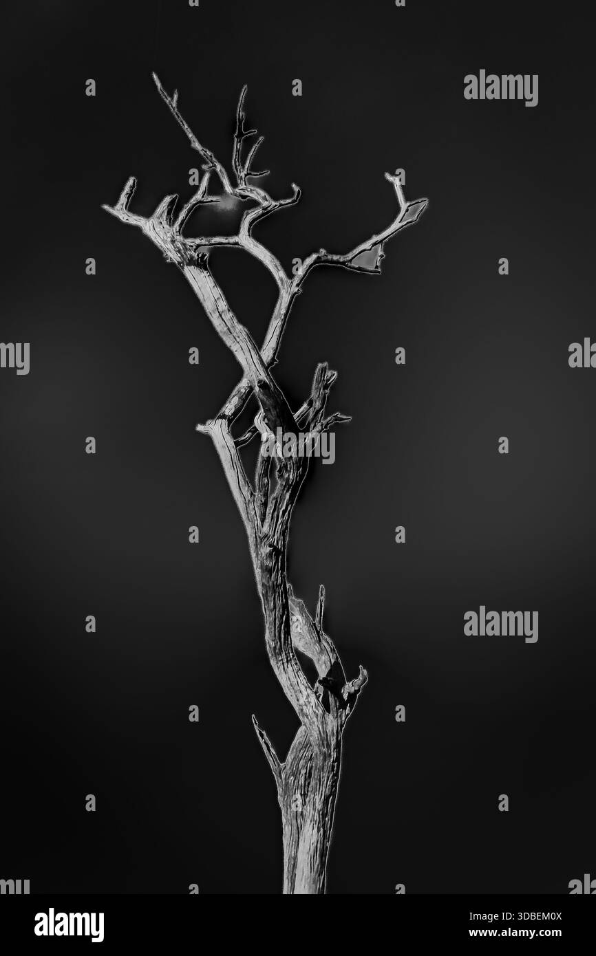 Serie di paesaggi che coinvolgono alberi in una palude africana Foto Stock