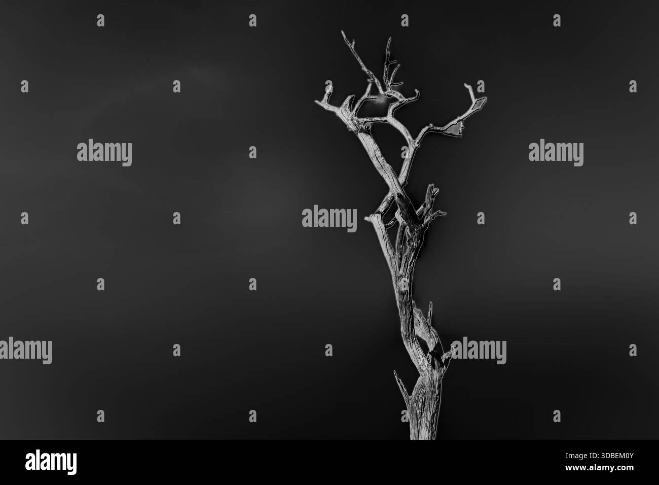 Serie di paesaggi che coinvolgono alberi in una palude africana Foto Stock