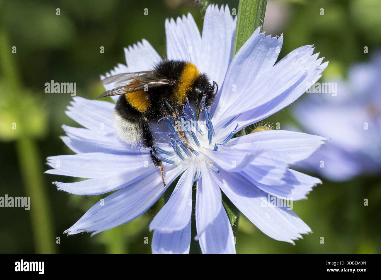 Erdhummel, Blütenbesuch an Wegwarte, Bombus spec., Bombus, Bombus terrestris-aggr., Bombus Terrestris s. lat., bombi, bombi dalla coda buff, larg Foto Stock