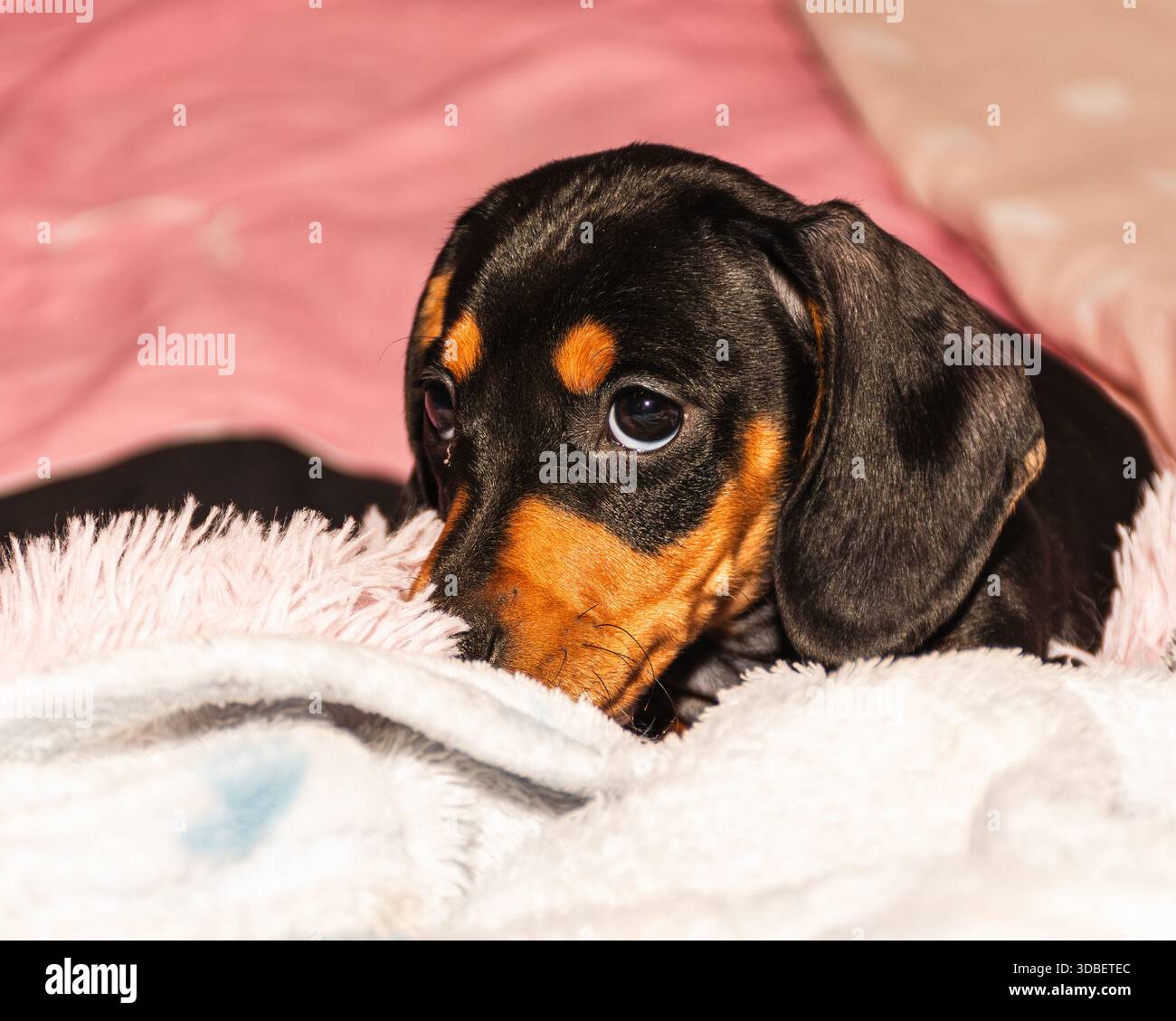 Ritratto di un adorabile cucciolo di Dachshund nero e abbronzato che guarda la fotocamera mentre si sdraia su una coperta bianca soffice al chiuso. Foto Stock