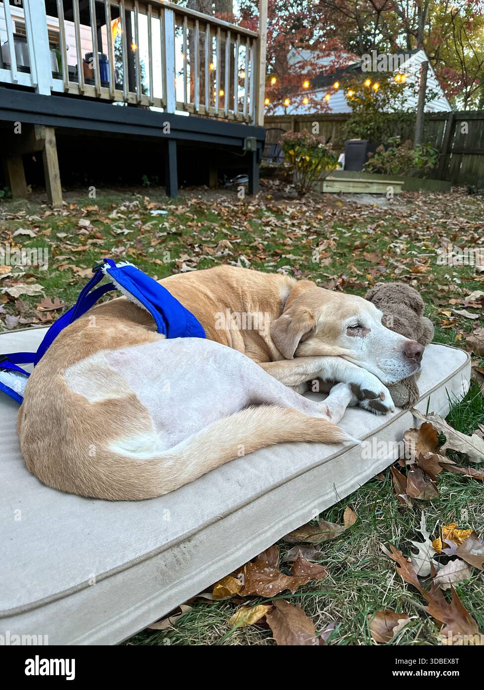 Senior Yellow Labrador che si rilassa su un letto imbottito in un cortile, recuperando dopo l'intervento chirurgico dell'ACL. La gamba posteriore del cane è rasata ed è visibile un'imbracatura blu. Foto Stock