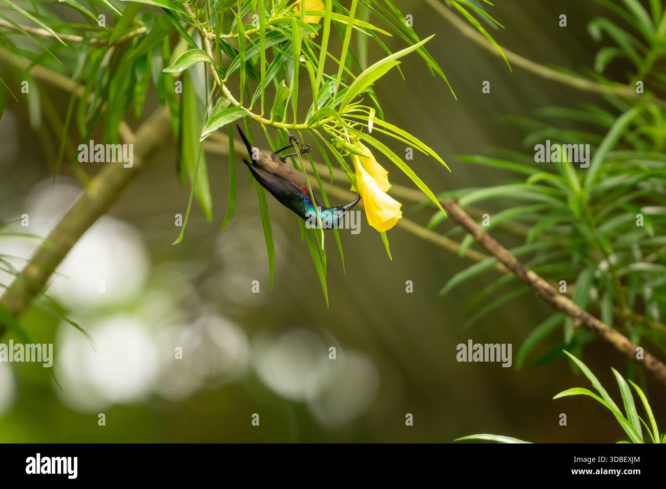 Un uccello di sole di Loten maschio che si nutre di fiori di oleandro gialli nel giardino. Ideale per la fauna selvatica, il comportamento degli uccelli, la fotografia naturalistica, la biodiversità e i dintorni Foto Stock